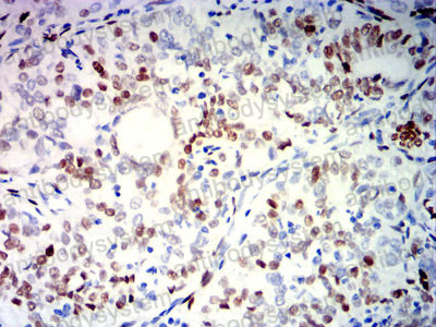 Валидация AntibodySystem RHC20004