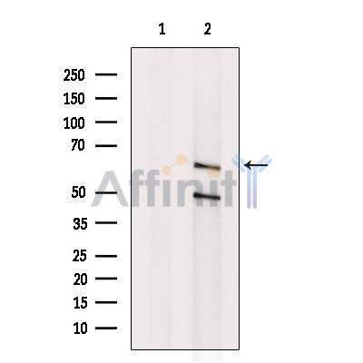 Валидация Affinity DF9794 - 22650