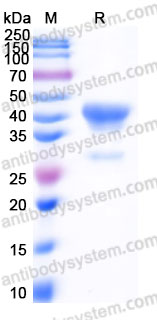 YHF37502, SDS-PAGE