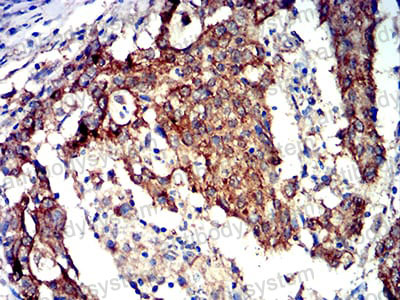 Валидация AntibodySystem RHF04003 (2431)