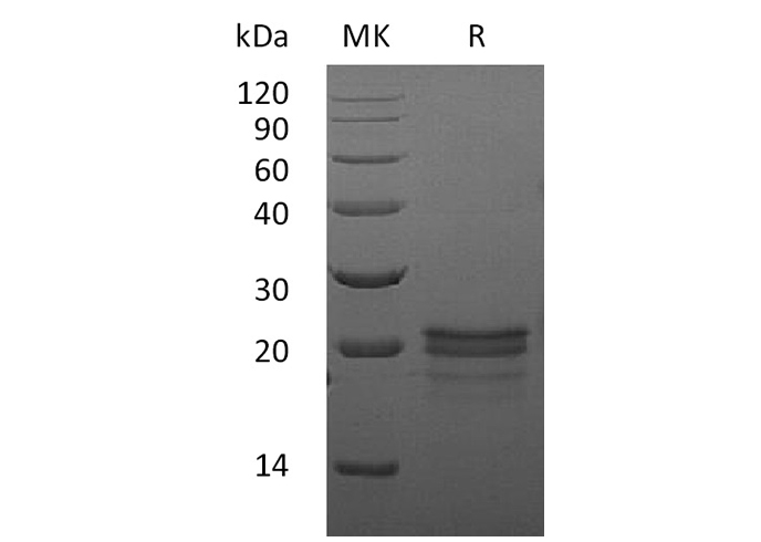 Валидация Elabscience PKSM041180(5088)