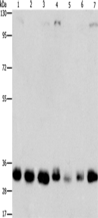 Валидация Elabscience E-AB-14767