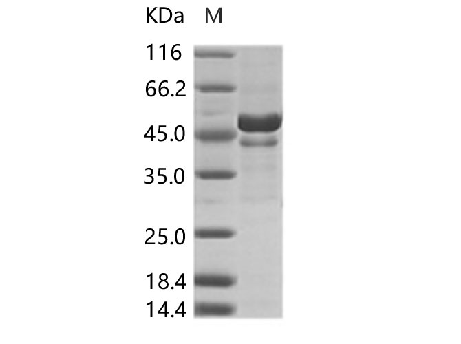 Валидация Elabscience PKSV030266(6032)