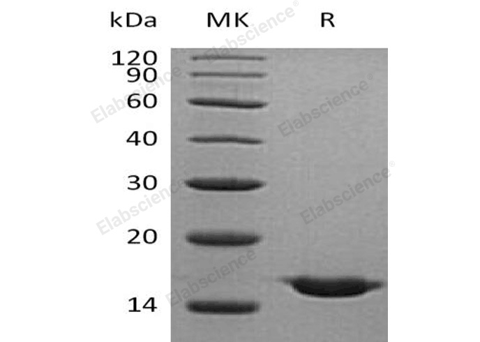 Валидация Elabscience PKSH032328(2819)