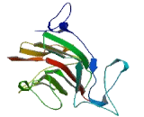 Tripartite Motif Containing Protein 43B (TRIM43B)