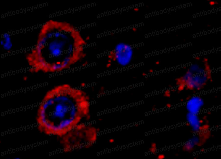 Валидация IF - AntibodySystem RHG56101 (1237)