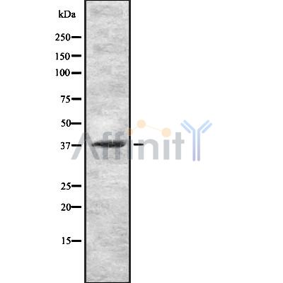 Валидация Affinity DF8428 - 20306