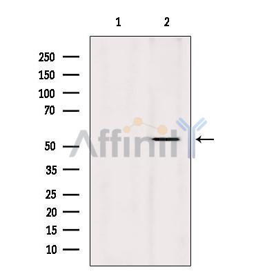 Валидация Affinity DF2552 - 13216