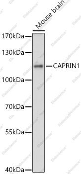 Вестерн-блоттинг, CAPRIN1, мозг мыши