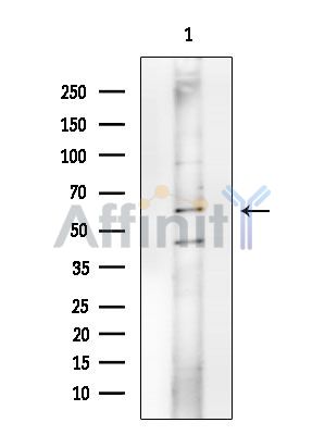Валидация Affinity DF15844 - 12350