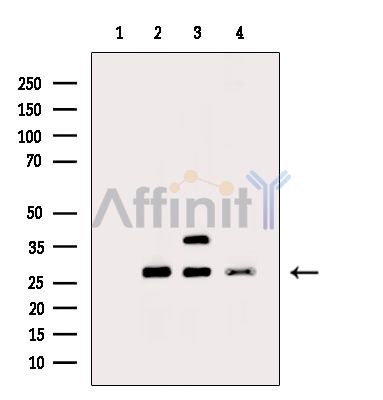 Валидация Affinity DF14392 - 10320