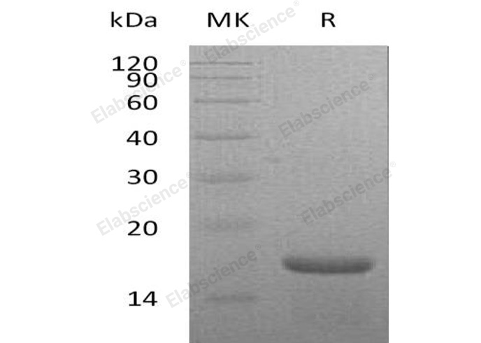 Валидация Elabscience PKSM041083(5004)