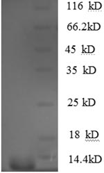 SDS-PAGE