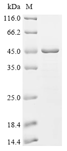 SDS-PAGE