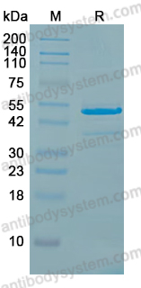 YHB91113, SDS-PAGE
