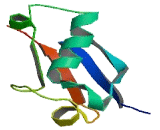 Ubiquitin Cross Reactive Protein (UCRP) Ubiquitin Cross Reactive Protein (UCRP)
