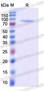 EHD75702, SDS-PAGE