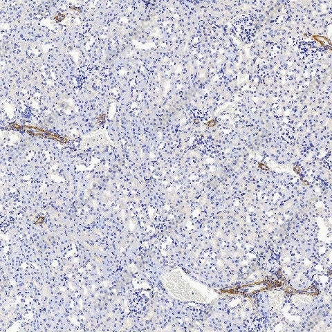 Иммуногистохимия, COL1A1, ткань почки мыши