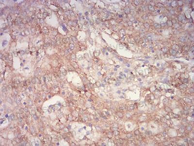 Валидация AntibodySystem RHJ80803