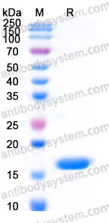 AHB94403, SDS-PAGE