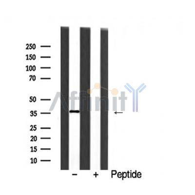 Валидация Affinity DF6296 - 17607