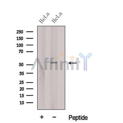Валидация Affinity DF12574 - 7184