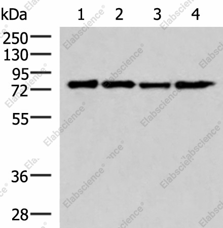 Вестерн-блоттинг, AKAP17A, клетки 293T