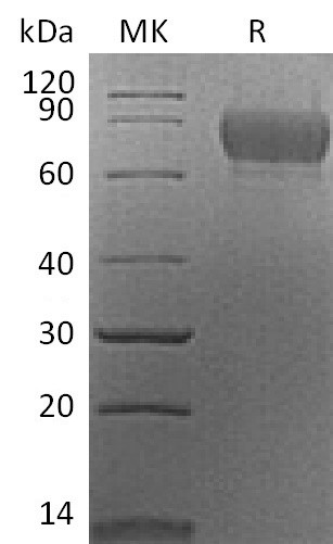 Валидация Elabscience PKSM041349(5243)