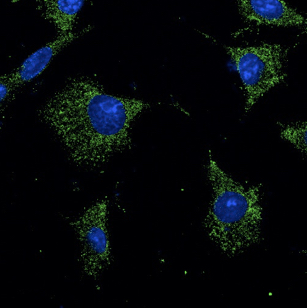 Валидация AssayVector ARM1737(2098)