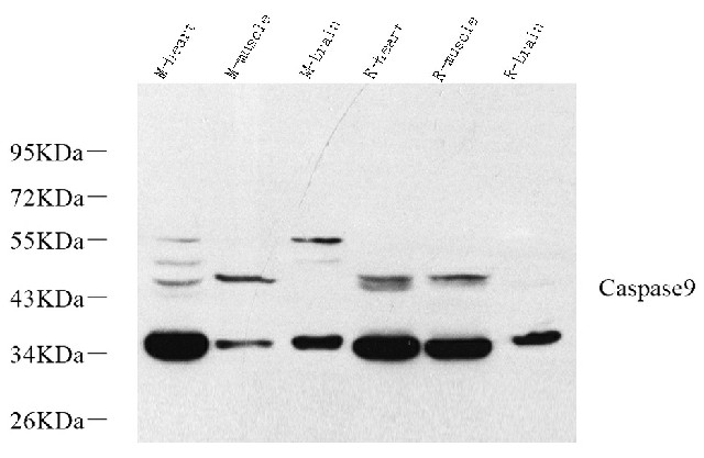 Валидация Elabscience E-AB-70332
