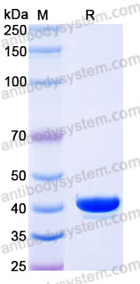 AHB91604, SDS-PAGE
