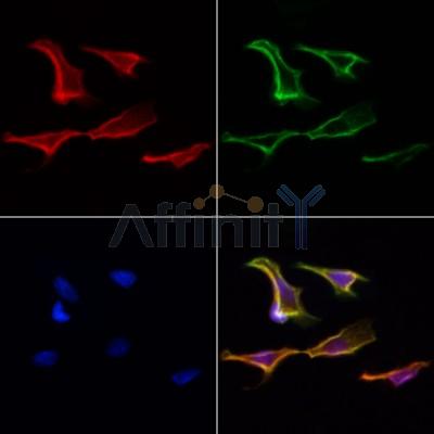 Валидация Affinity DF6842 - 18415