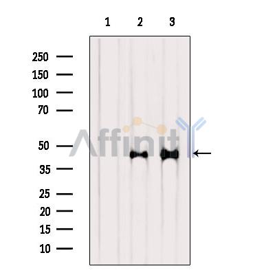 Валидация Affinity AF5174 - 2594
