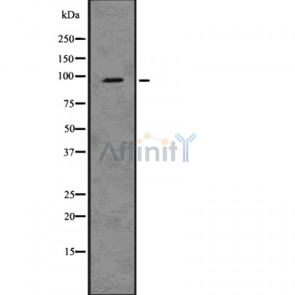 Валидация Affinity DF7521 - 19268