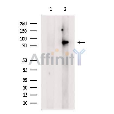 Валидация Affinity DF6272 - 17570