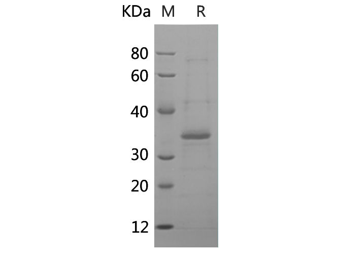 Валидация Elabscience PDEH100857(293)