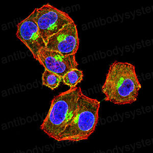 Валидация IF - AntibodySystem RHG16102
