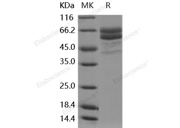 Валидация Elabscience PKSH030502(1417)