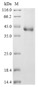 SDS-PAGE