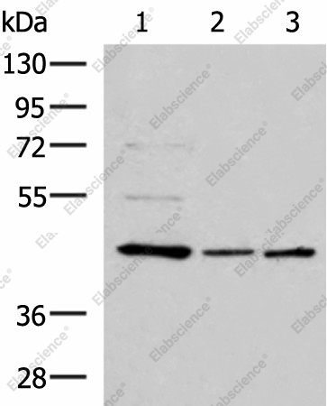 Вестерн-блоттинг, ACTL6B, клетки HepG2, HL60 и K562