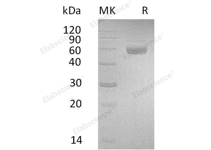Валидация Elabscience PKSH032925(3323)