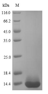 SDS-PAGE