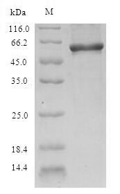 SDS-PAGE