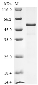 SDS-PAGE