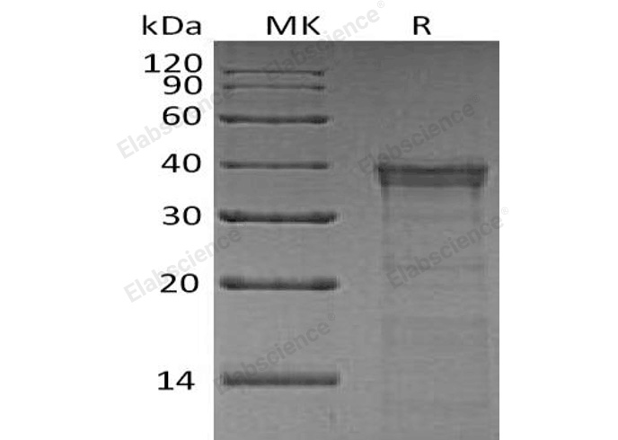 Валидация Elabscience PKSH032183(2708)