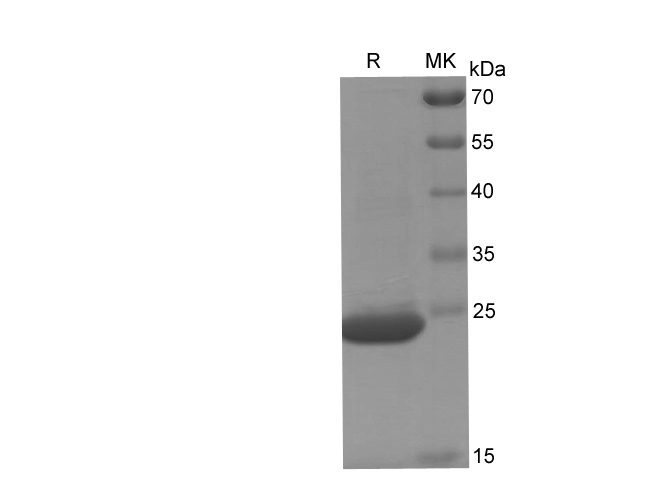 Валидация Elabscience PDEH100750(194)
