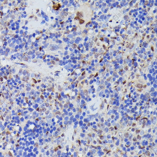 Иммуногистохимия, CDC23, ткань селезенки крысы