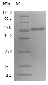 SDS-PAGE