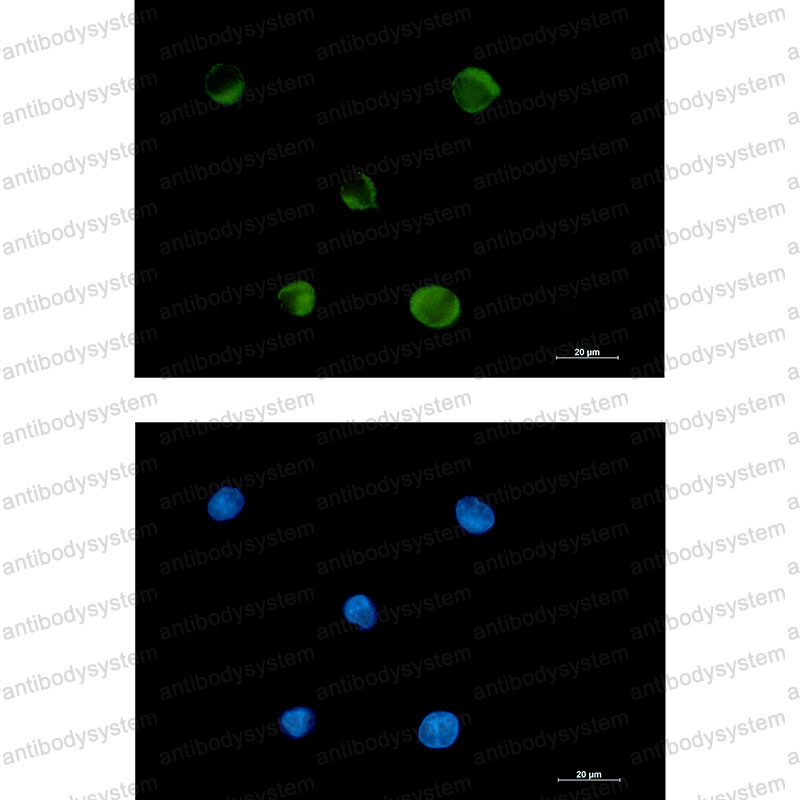 Валидация IF - AntibodySystem RHA90803