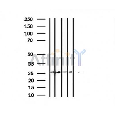 Валидация Affinity DF3493 - 14412